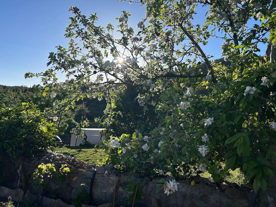 Lilly'S Finca - Romantischter Rueckzugsort - Pool Vilaflor Εξωτερικό φωτογραφία